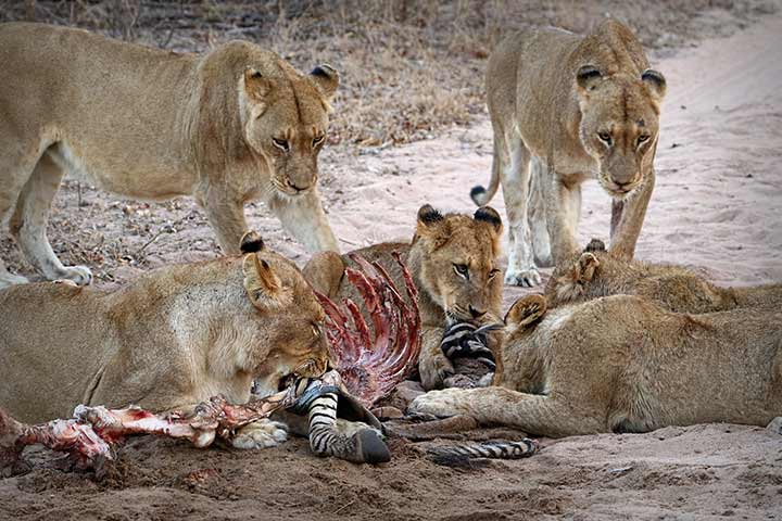 Lionesses work together, lion facts for kids