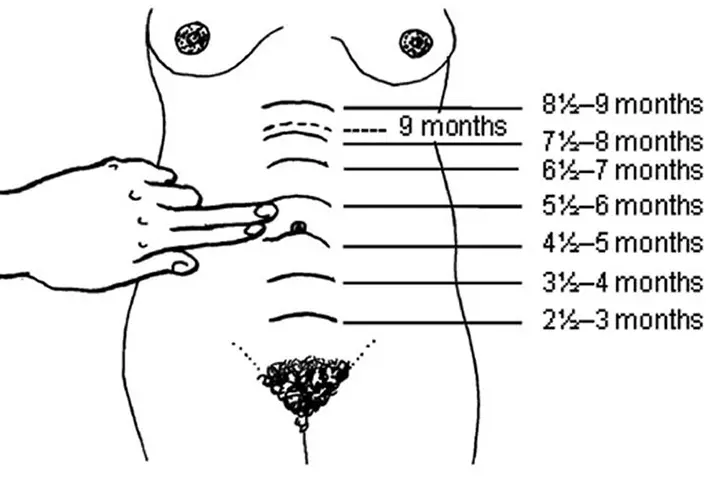 Uterus During Pregnancy Sizes And How It Works MomJunction