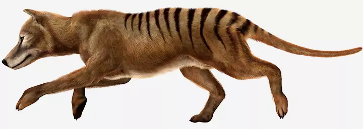 Tasmanian tiger facts for kids