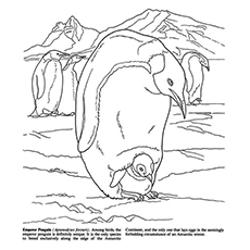 Nature Coloring Pages - The Arctic And Antarctic Life