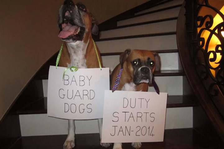 These dogs be on guard duty pretty soon!
