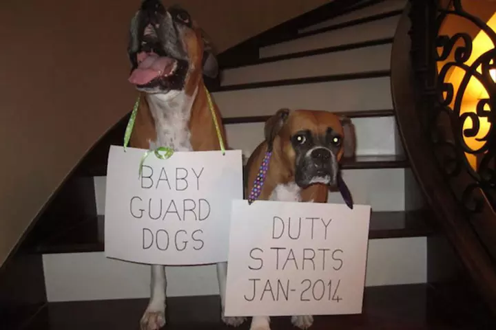 These dogs be on guard duty pretty soon!