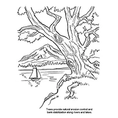Nature Coloring Pages - Trees