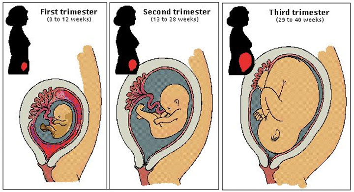Trimester wise changes in uterus during pregnancy