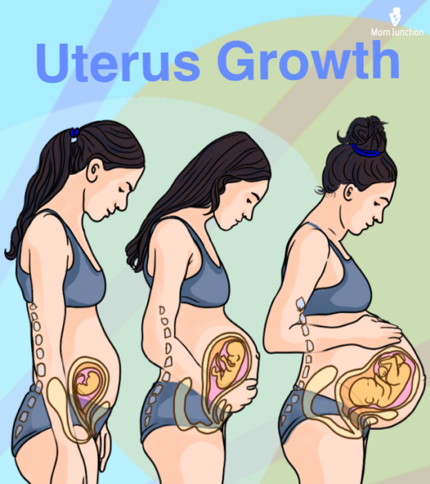 How Does The Uterus Expand During Pregnancy