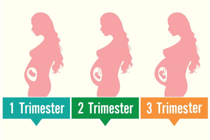 Uterus Growth Chart During Pregnancy