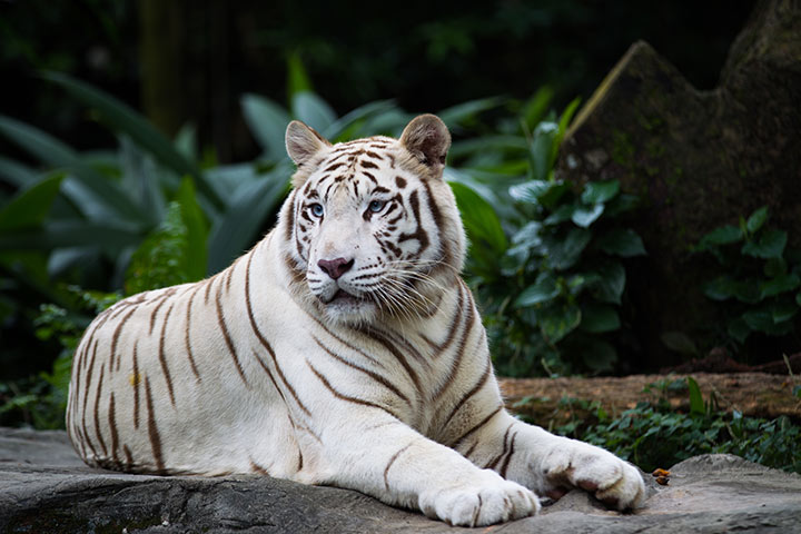 White tiger facts for kids