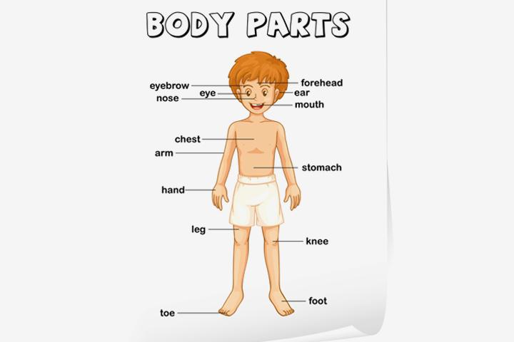 Body Parts Chart For Toddlers