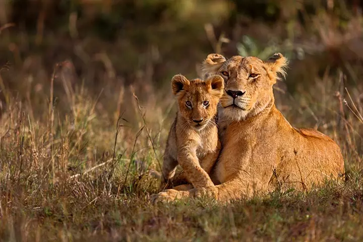 A lioness can give birth to 2-4 babies at a time, lion facts for kids
