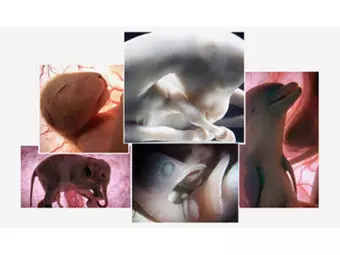 11 Unbelievably Stunning Pictures Of Animals In Womb