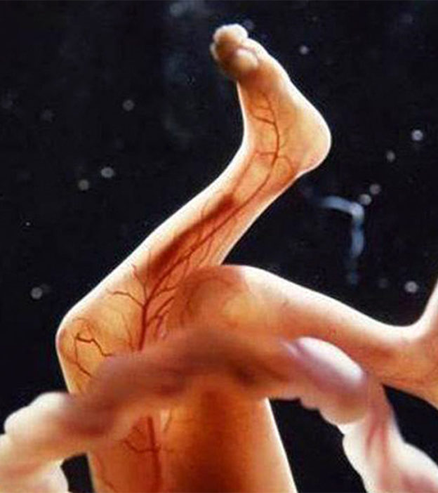 15 Stunning Images Of Life Inside The Womb