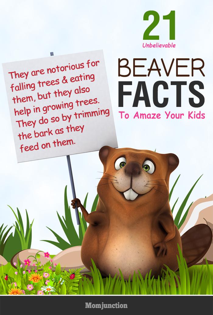 21 Unbelievable Beaver Facts And Information For Kids