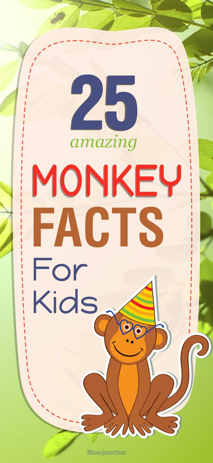 25-fun-facts-and-information-about-monkey-for-kids