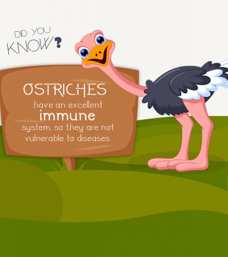 Facts About Ostrich For Kids