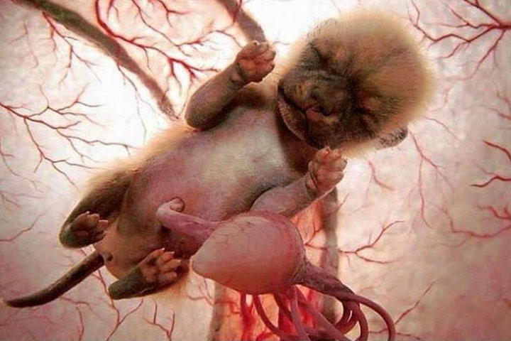 A baby chihuahua