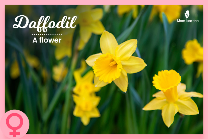 Daffodil, Dutch baby names