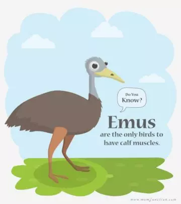 Emu Facts And Information For Kids
