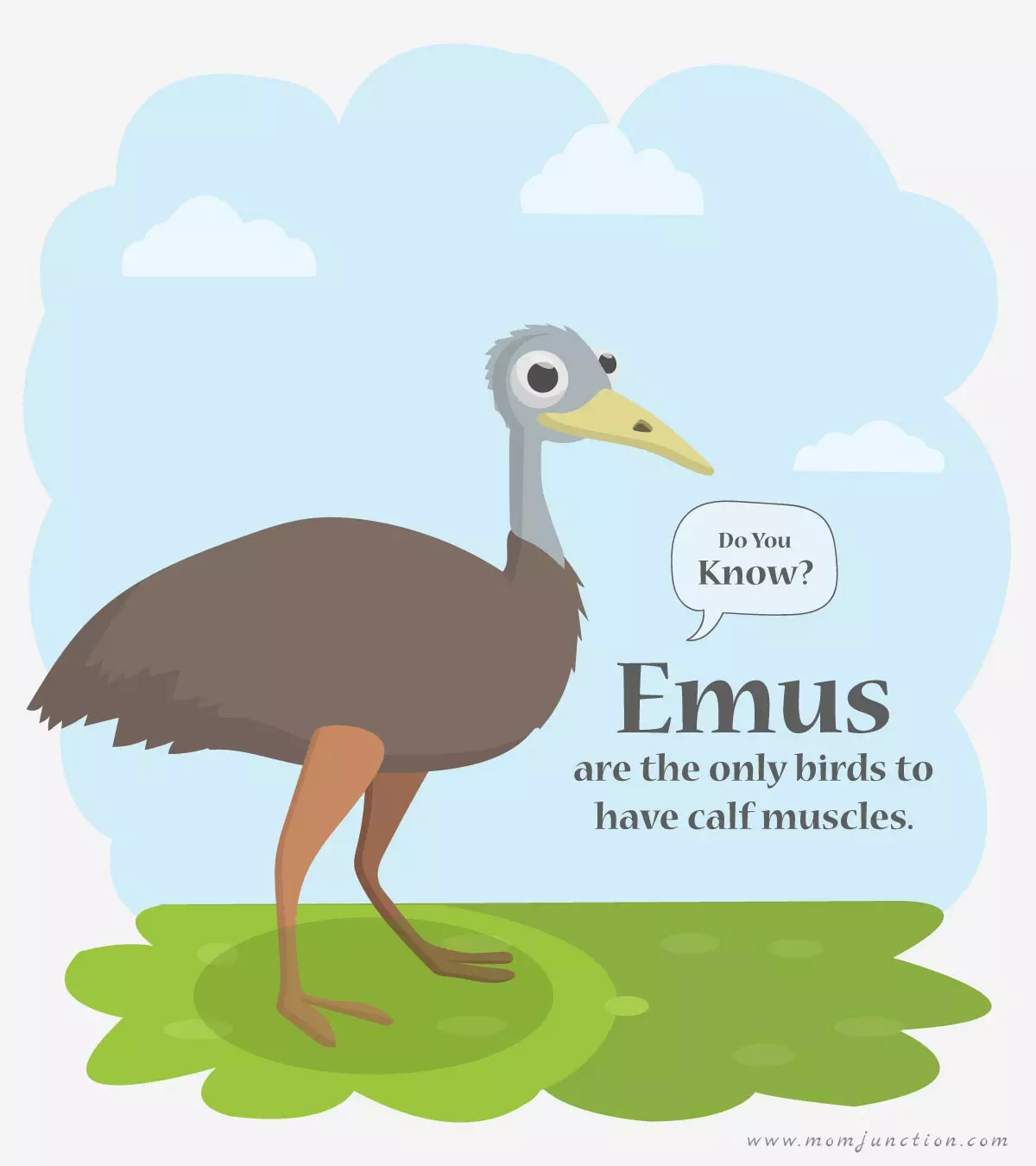 30 Interesting Emu Facts And Information For Kids