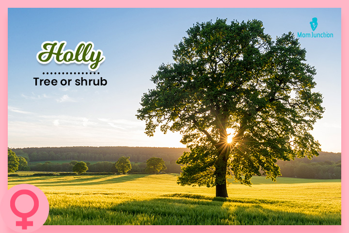 Holly is a name meaning tree or shurb
