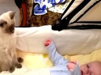 Incredible Video Of Cat Soothing A Fussy Baby