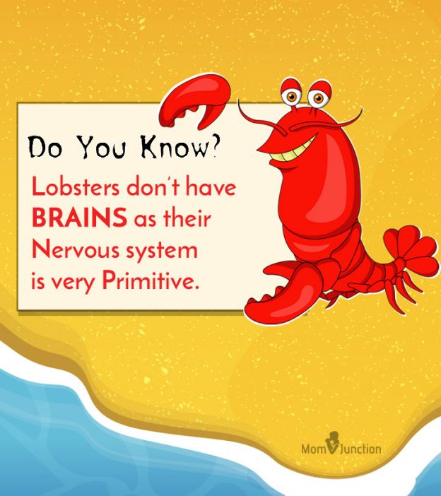 Interesting Lobster Facts And Information For Kids
