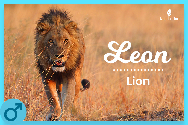 Leon: Lion