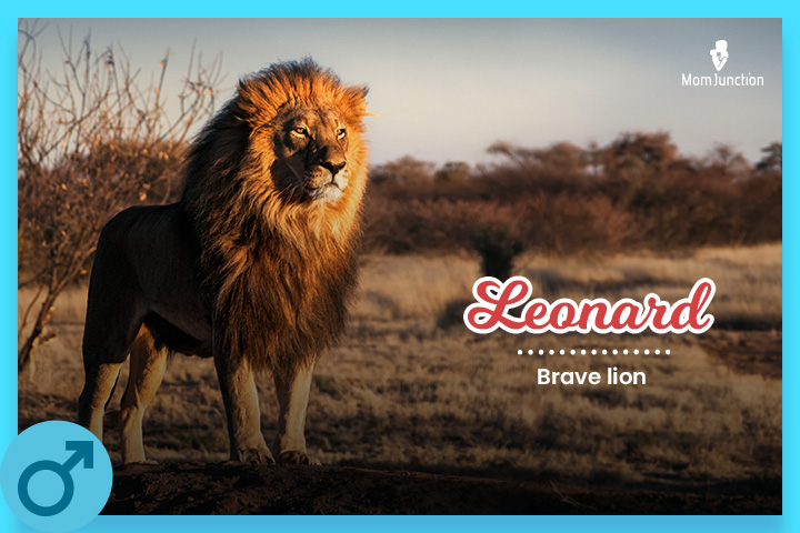 Leonard is a November baby name meaning "brave lion"