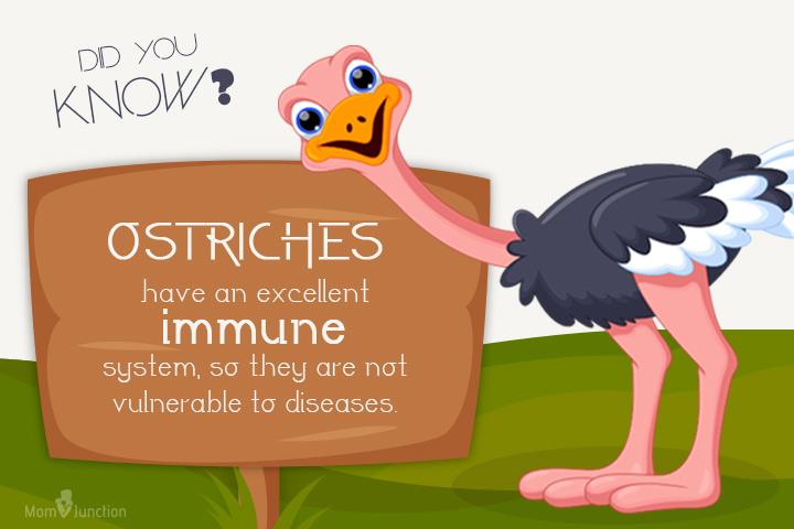 30 Incredible Information And Facts About Ostrich For Kids