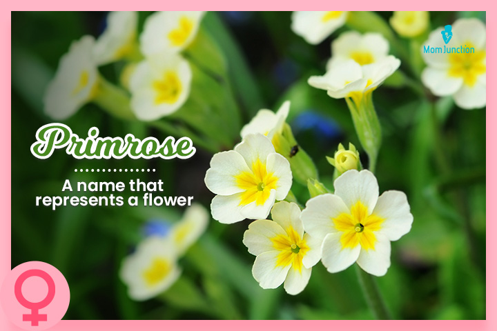 Primrose is an English name representing the flower