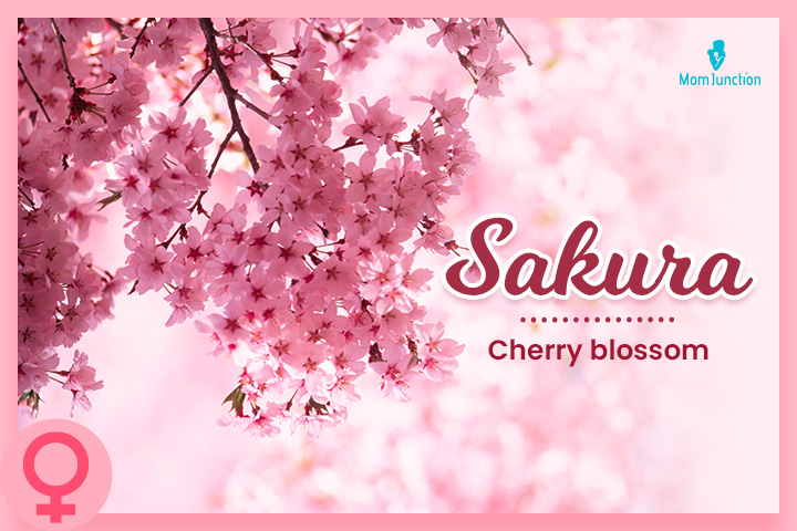 Sakura: Cherry blossom