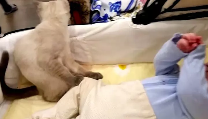 this cat does something.