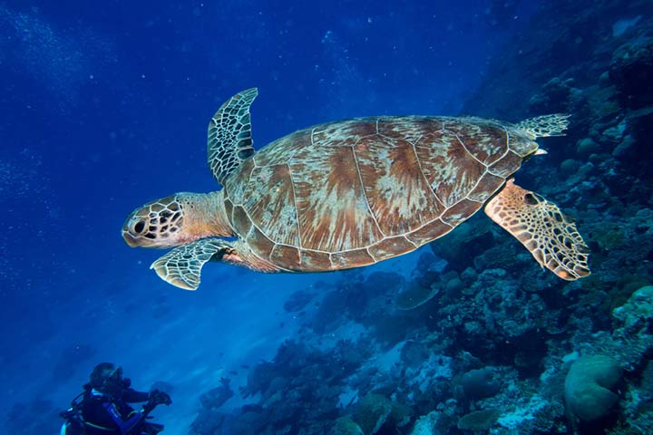 Water animal information for kids, sea turtles