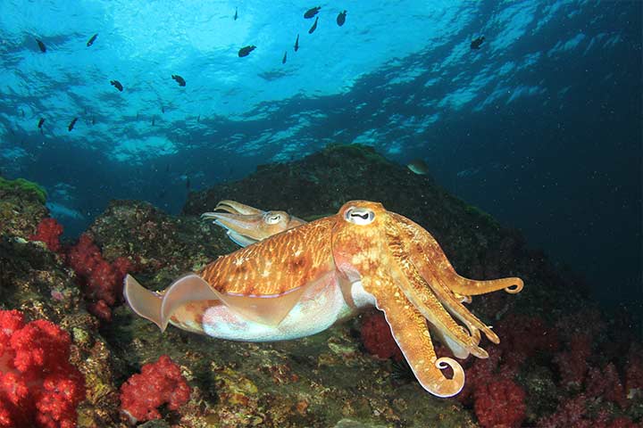 Water animal information for kids, cuttlefish