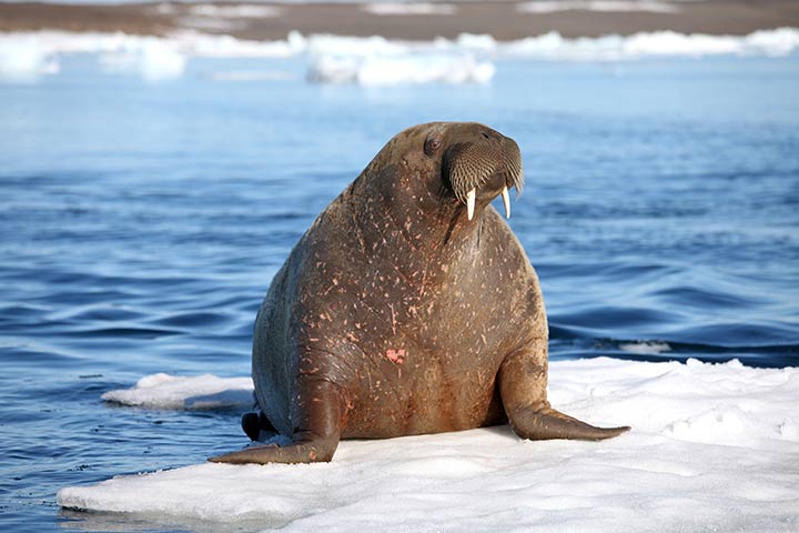 Water animal information for kids, walrus