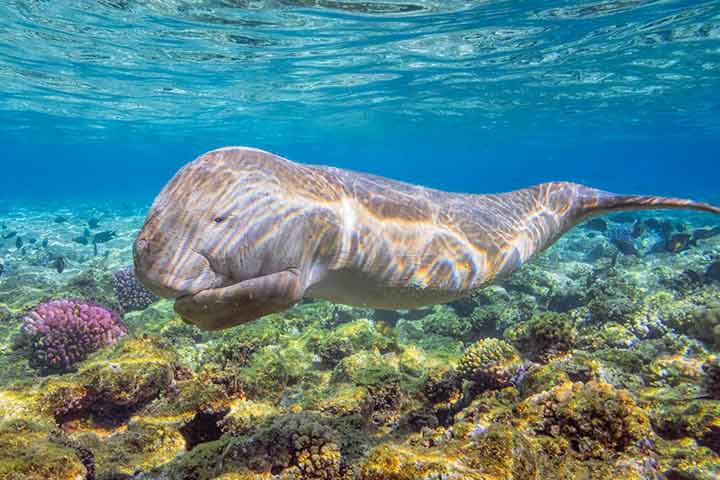 Dugong information for kids