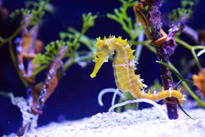 Water animal information for kids, seahorses