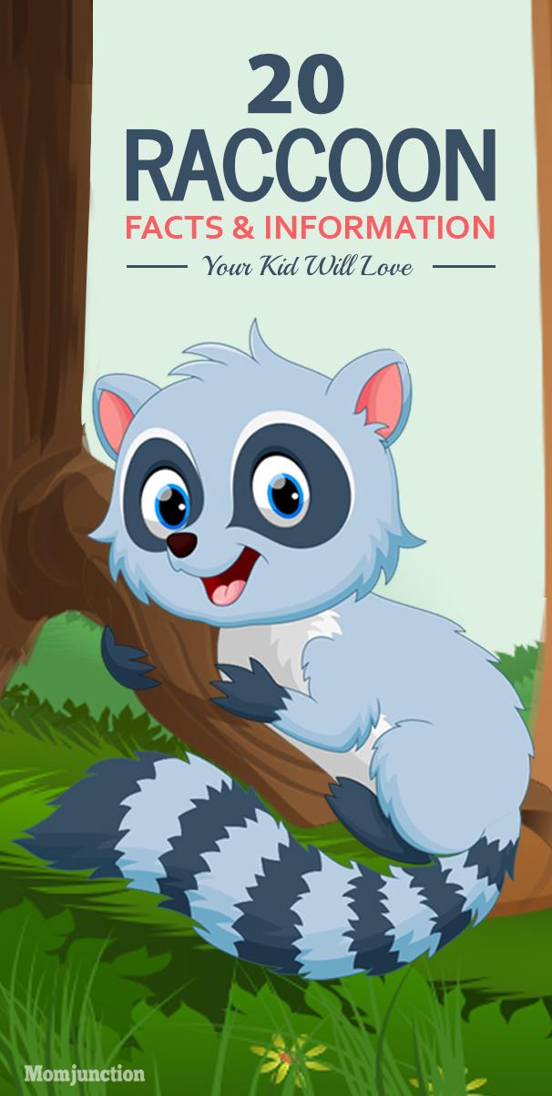 20 Raccoon Facts And Information For Kids To Know