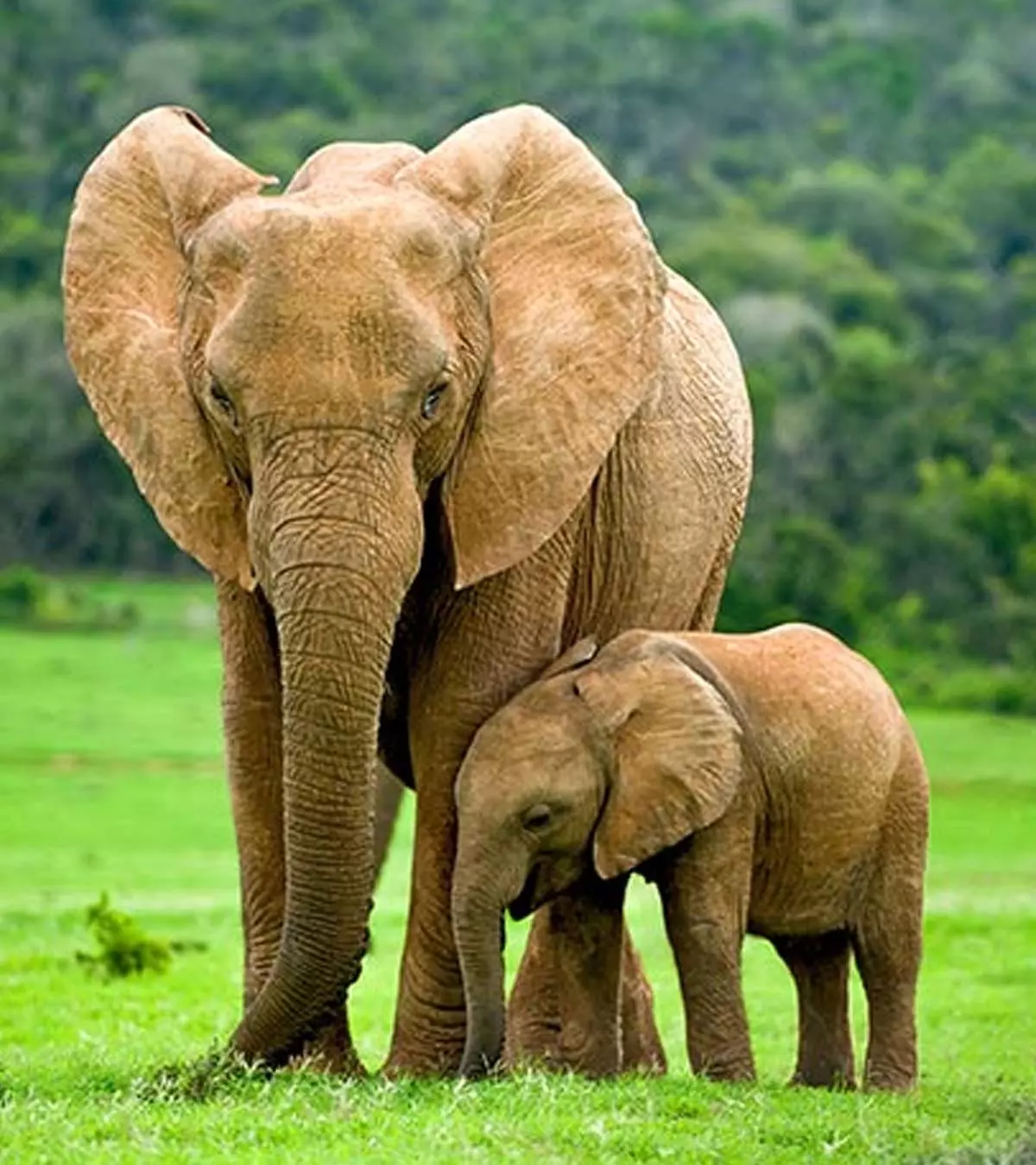 25 Amazing Facts And Information About Elephants For Kids
