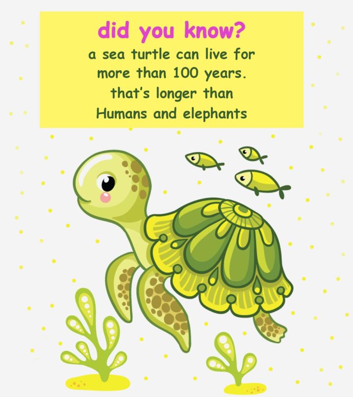 25 Fun Facts About Sea Turtle For Kids