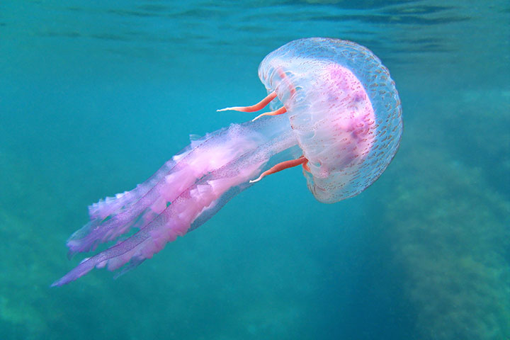Water animal information for kids, jellyfish