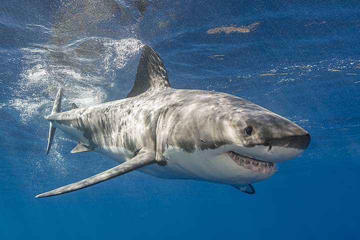 Water animal information for kids, great white shark