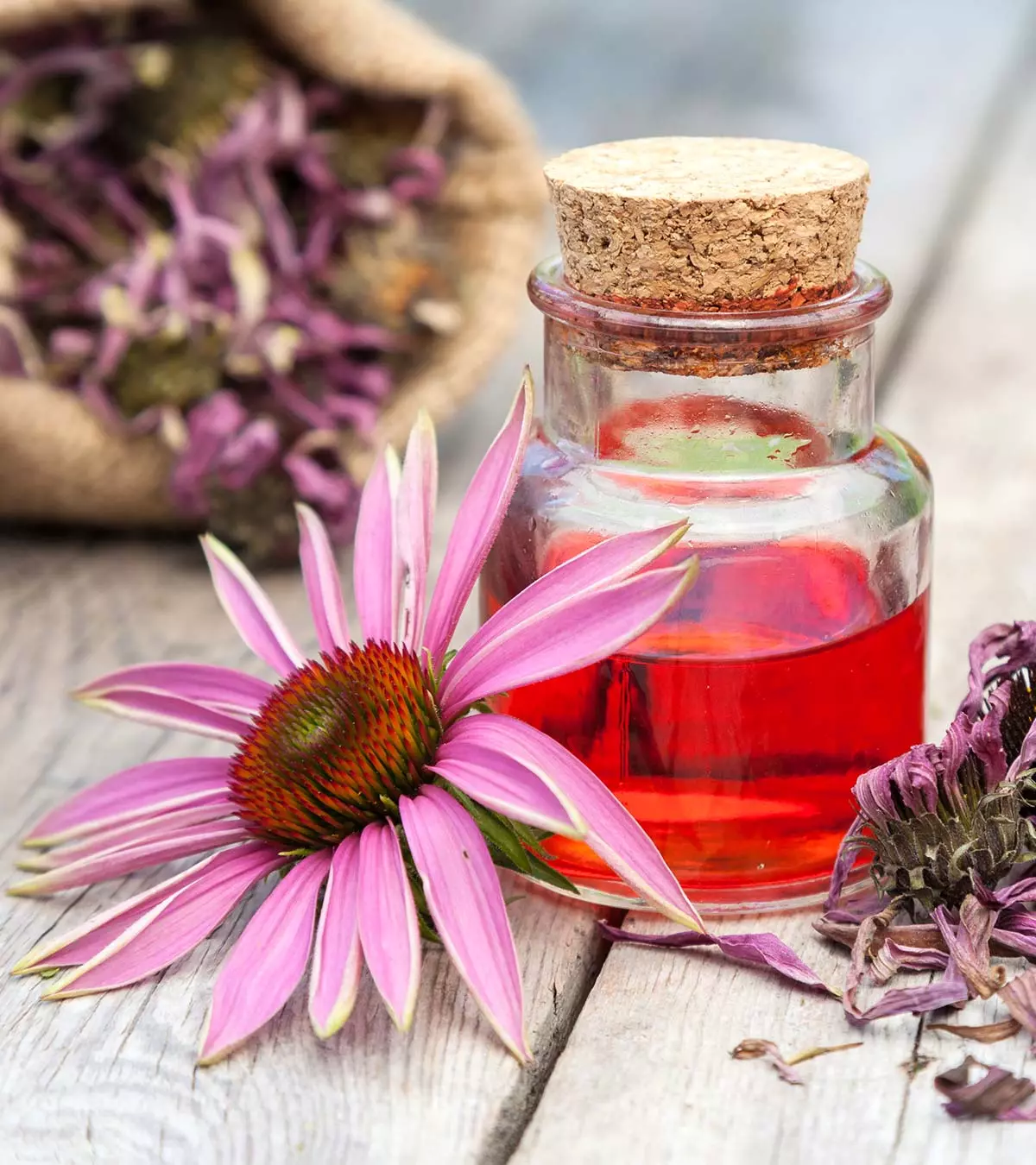 Echinacea When Breastfeeding Safety, Benefits, And Side Effects Banner
