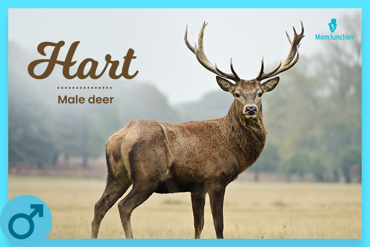 Hart refers to a male deer
