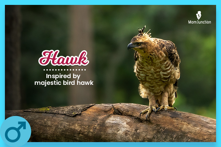 Hawk, chirpy bird name for baby boy