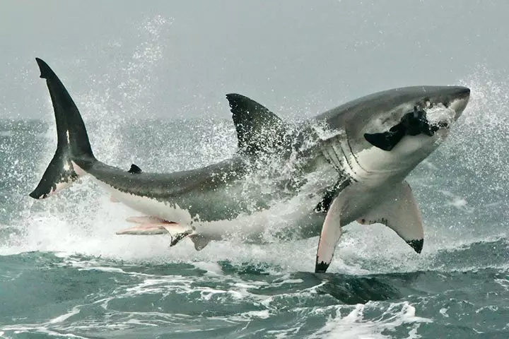 Hunting behavior facts about white sharks for kids