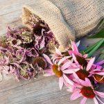 Is-Echinacea-Safe-For-Your-Baby