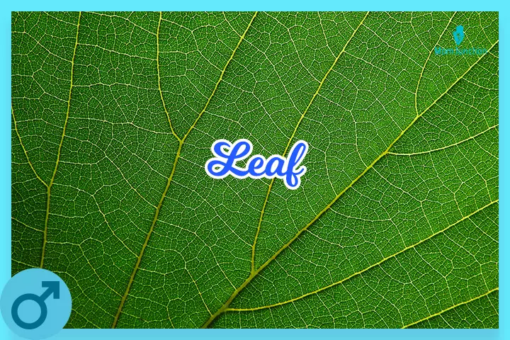 Leaf, Hippie baby names 