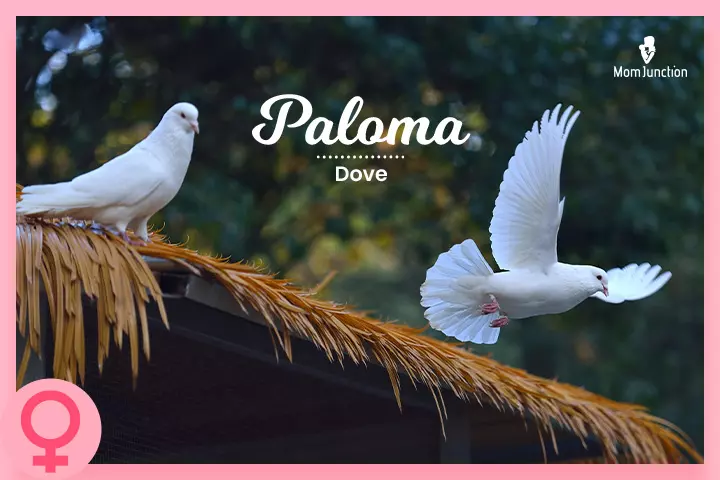 Paloma, Baby names meaning winter