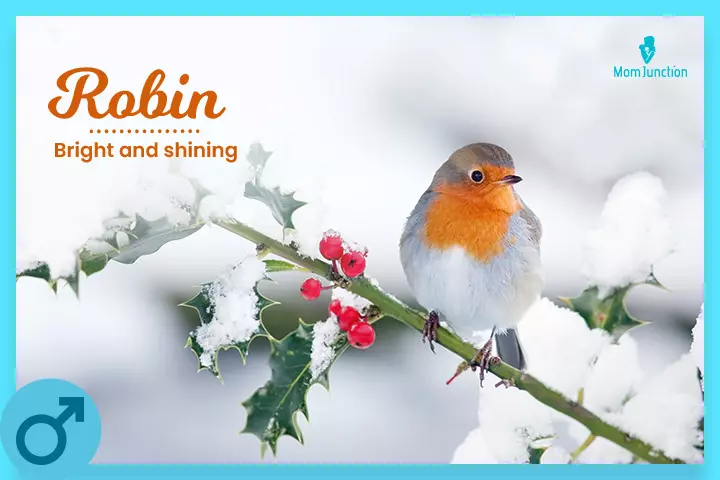 Robin is the name of a winter bird