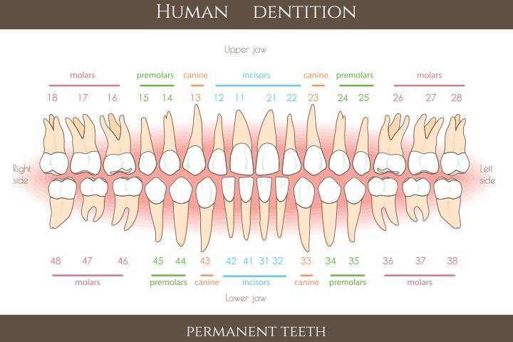 Human dentition diagram, hyperdontia in children